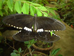 Butterfly Park