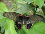 Butterfly Park