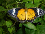 Butterfly Park